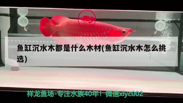 魚缸沉水木都是什么木材(魚缸沉水木怎么挑選) 申古銀版魚