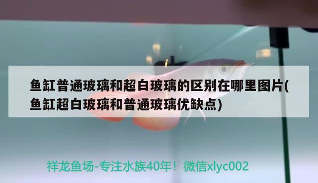 魚(yú)缸普通玻璃和超白玻璃的區(qū)別在哪里圖片(魚(yú)缸超白玻璃和普通玻璃優(yōu)缺點(diǎn)) 新加坡號(hào)半紅龍魚(yú)（練手級(jí)紅龍魚(yú)）