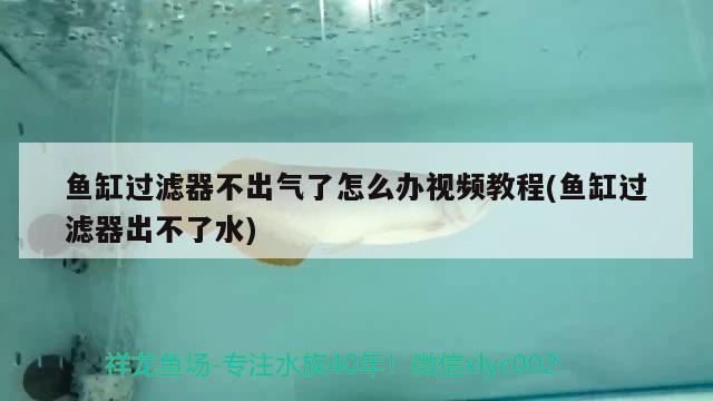 魚缸過濾器不出氣了怎么辦視頻教程(魚缸過濾器出不了水) 圖騰金龍魚