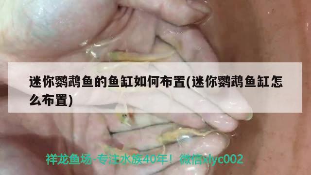 迷你鸚鵡魚的魚缸如何布置(迷你鸚鵡魚缸怎么布置)