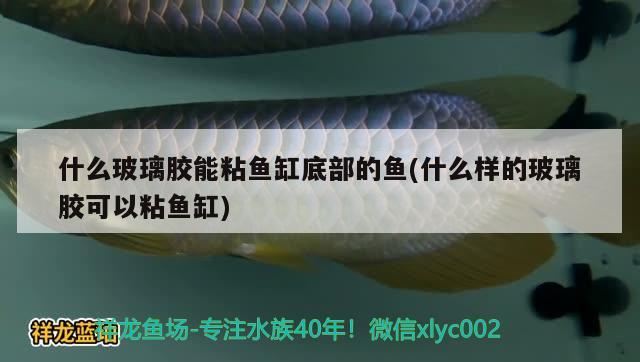 什么玻璃膠能粘魚缸底部的魚(什么樣的玻璃膠可以粘魚缸) 錦鯉魚百科