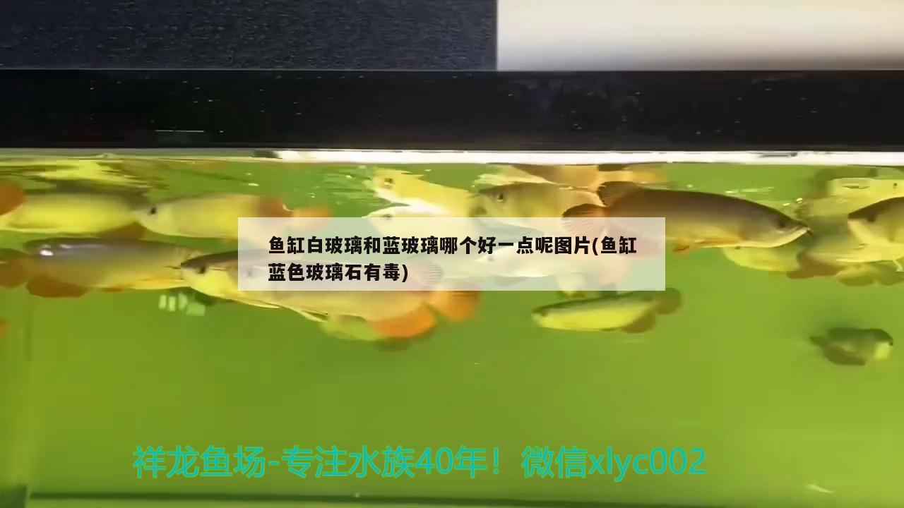 魚缸白玻璃和藍(lán)玻璃哪個好一點呢圖片(魚缸藍(lán)色玻璃石有毒)