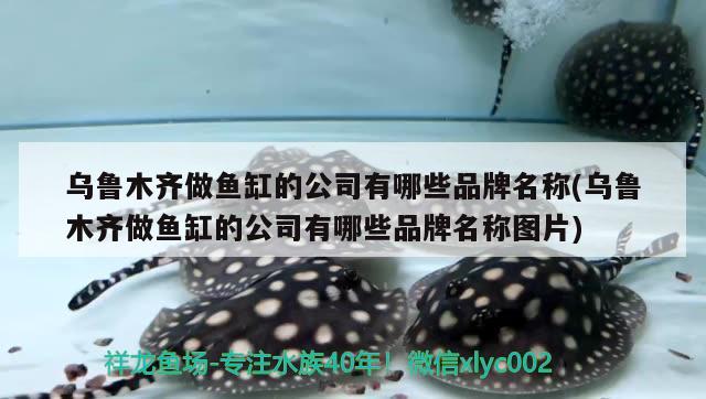 烏魯木齊做魚(yú)缸的公司有哪些品牌名稱(烏魯木齊做魚(yú)缸的公司有哪些品牌名稱圖片) 水族雜談