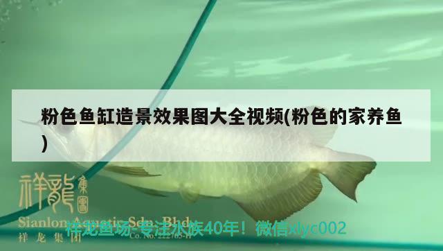 粉色魚缸造景效果圖大全視頻(粉色的家養(yǎng)魚) 泰國虎魚