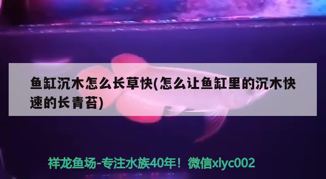 魚缸沉木怎么長草快(怎么讓魚缸里的沉木快速的長青苔) 玫瑰銀版魚