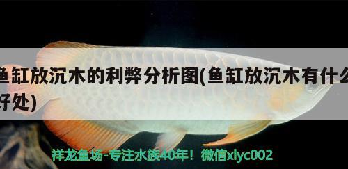 魚缸放沉木的利弊分析圖(魚缸放沉木有什么好處)