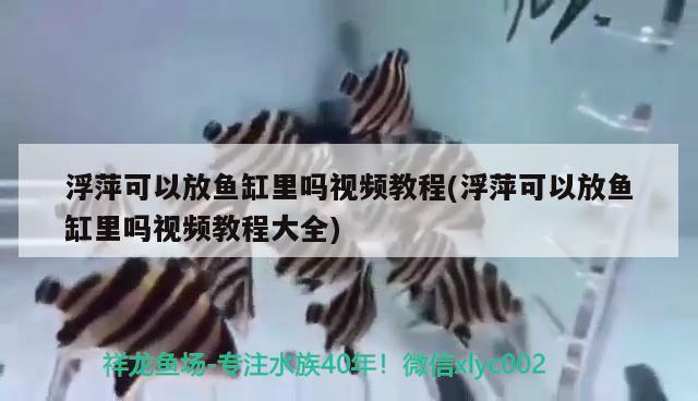 浮萍可以放魚缸里嗎視頻教程(浮萍可以放魚缸里嗎視頻教程大全)