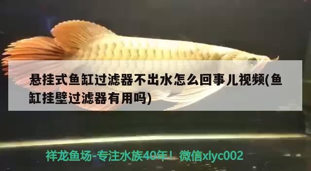 懸掛式魚缸過濾器不出水怎么回事兒視頻(魚缸掛壁過濾器有用嗎) 觀賞魚百科