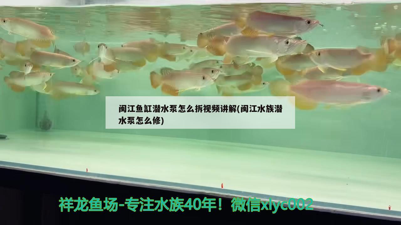 閩江魚缸潛水泵怎么拆視頻講解(閩江水族潛水泵怎么修) 除藻劑