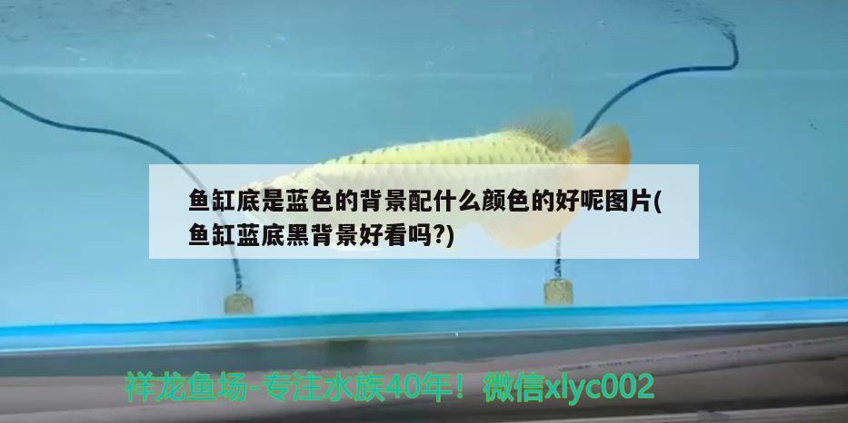 魚缸底是藍色的背景配什么顏色的好呢圖片(魚缸藍底黑背景好看嗎?) 野彩魚