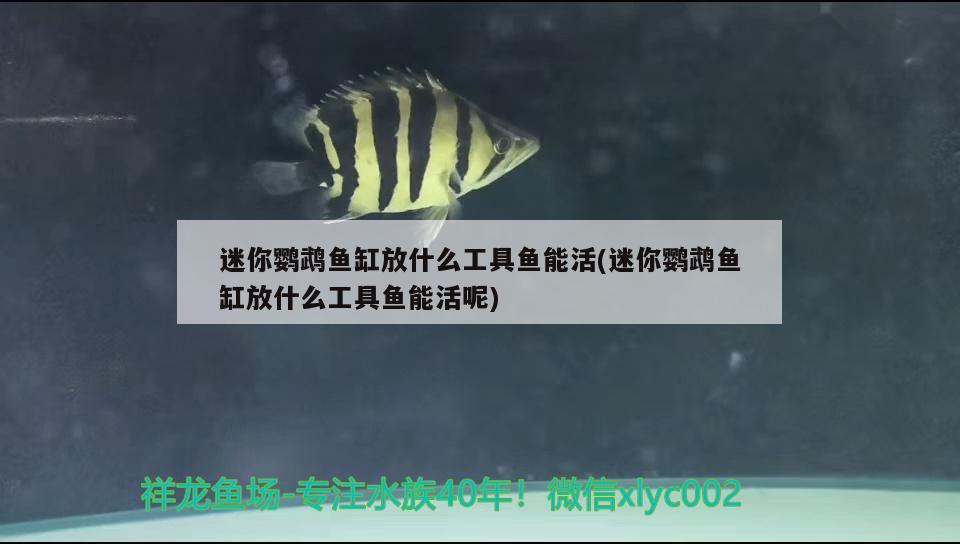 迷你鸚鵡魚缸放什么工具魚能活(迷你鸚鵡魚缸放什么工具魚能活呢) 鸚鵡魚