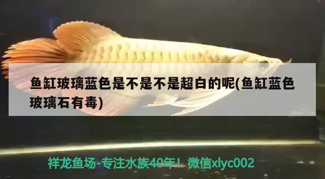 魚(yú)缸玻璃藍(lán)色是不是不是超白的呢(魚(yú)缸藍(lán)色玻璃石有毒) 觀賞魚(yú)魚(yú)苗