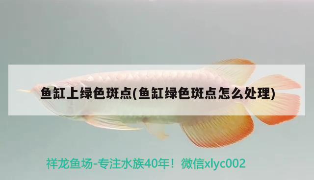 魚缸上綠色斑點(diǎn)(魚缸綠色斑點(diǎn)怎么處理)