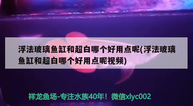 浮法玻璃魚缸和超白哪個(gè)好用點(diǎn)呢(浮法玻璃魚缸和超白哪個(gè)好用點(diǎn)呢視頻) 朱巴利魚