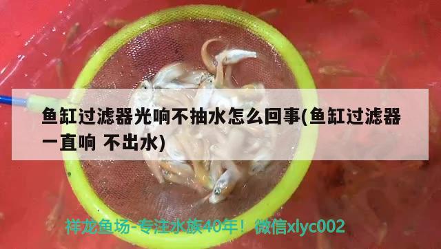 魚缸過濾器光響不抽水怎么回事(魚缸過濾器一直響不出水) 白子銀龍魚苗