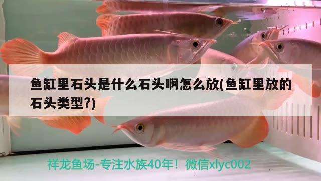 魚缸里石頭是什么石頭啊怎么放(魚缸里放的石頭類型?)