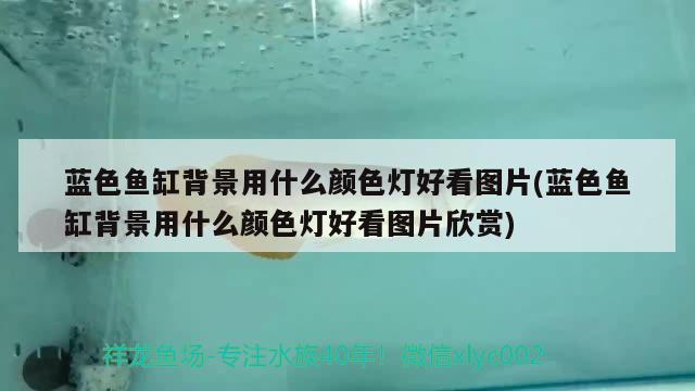 藍(lán)色魚缸背景用什么顏色燈好看圖片(藍(lán)色魚缸背景用什么顏色燈好看圖片欣賞)