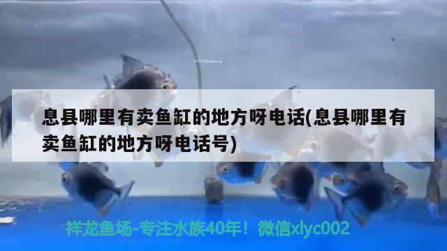 息縣哪里有賣魚缸的地方呀電話(息縣哪里有賣魚缸的地方呀電話號(hào)) 狗仔（招財(cái)貓)魚苗