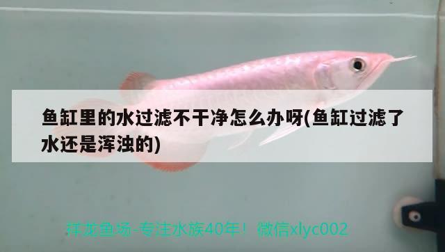 魚(yú)缸里的水過(guò)濾不干凈怎么辦呀(魚(yú)缸過(guò)濾了水還是渾濁的) 紅白錦鯉魚(yú)