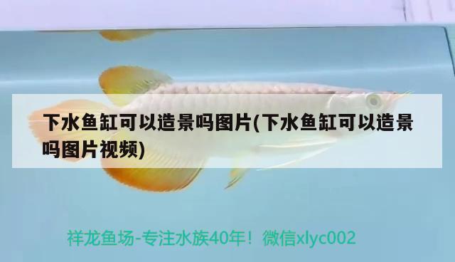 下水魚缸可以造景嗎圖片(下水魚缸可以造景嗎圖片視頻) 噴點(diǎn)菠蘿魚