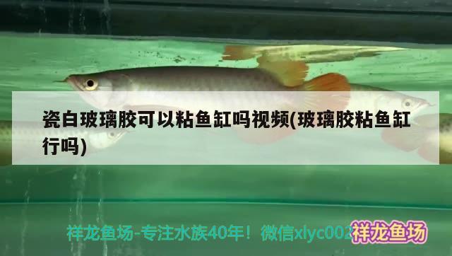 瓷白玻璃膠可以粘魚缸嗎視頻(玻璃膠粘魚缸行嗎)