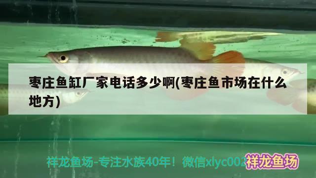 棗莊魚(yú)缸廠家電話多少啊(棗莊魚(yú)市場(chǎng)在什么地方) 水族品牌