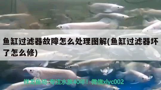 魚缸過濾器故障怎么處理圖解(魚缸過濾器壞了怎么修) 祥龍魚場