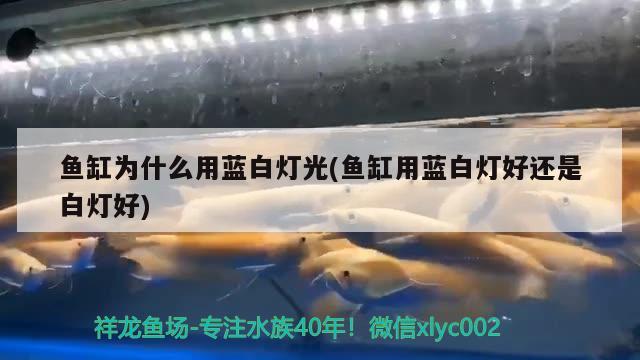 魚缸為什么用藍(lán)白燈光(魚缸用藍(lán)白燈好還是白燈好)