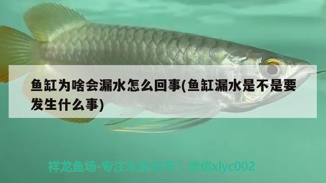 魚缸為啥會漏水怎么回事(魚缸漏水是不是要發(fā)生什么事) 非洲金鼓魚