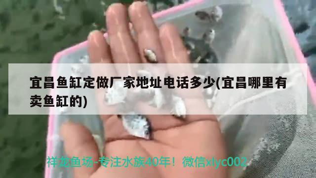 宜昌魚缸定做廠家地址電話多少(宜昌哪里有賣魚缸的) 黃鰭鯧魚