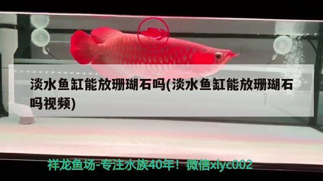 淡水魚(yú)缸能放珊瑚石嗎(淡水魚(yú)缸能放珊瑚石嗎視頻)