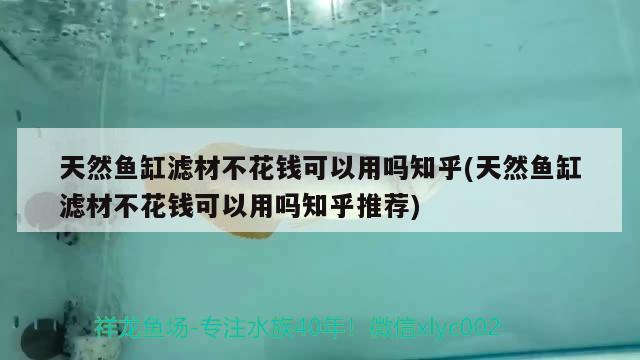 天然魚缸濾材不花錢可以用嗎知乎(天然魚缸濾材不花錢可以用嗎知乎推薦) 綠皮皇冠豹魚