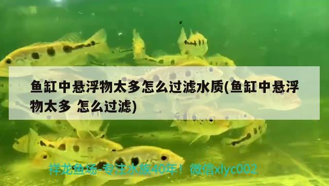 魚缸中懸浮物太多怎么過濾水質(zhì)(魚缸中懸浮物太多怎么過濾) 細(xì)線銀版魚