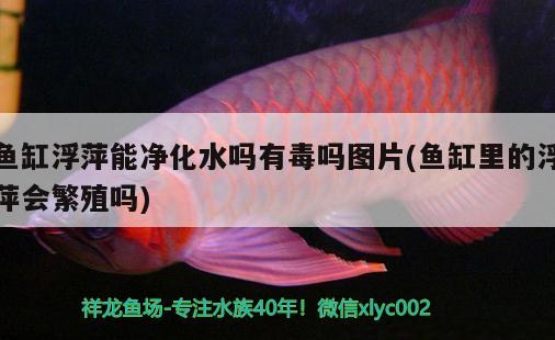 魚缸浮萍能凈化水嗎有毒嗎圖片(魚缸里的浮萍會(huì)繁殖嗎)