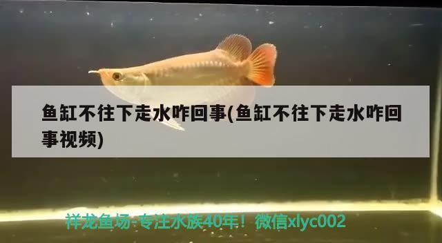 魚缸不往下走水咋回事(魚缸不往下走水咋回事視頻) 黃金達(dá)摩魚