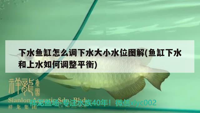 下水魚缸怎么調(diào)下水大小水位圖解(魚缸下水和上水如何調(diào)整平衡) 斑馬狗頭魚 第2張