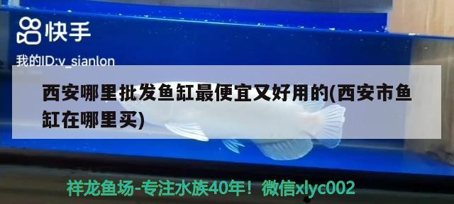 西安哪里批發(fā)魚缸最便宜又好用的(西安市魚缸在哪里買) 印尼小紅龍