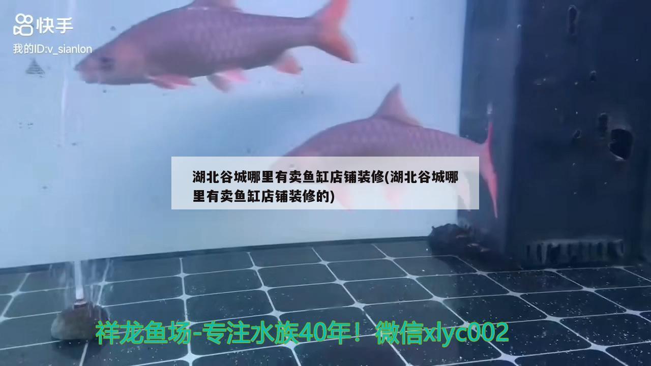 湖北谷城哪里有賣魚缸店鋪裝修(湖北谷城哪里有賣魚缸店鋪裝修的)