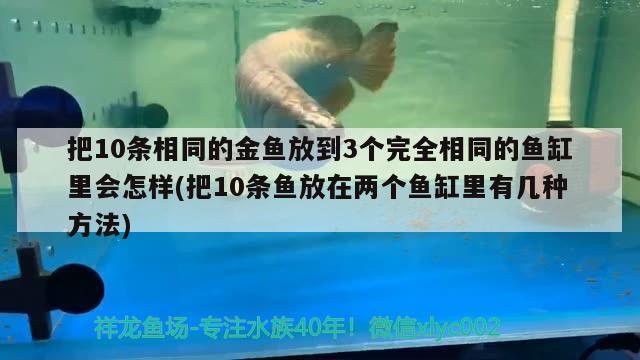 把10條相同的金魚放到3個完全相同的魚缸里會怎樣(把10條魚放在兩個魚缸里有幾種方法) 委內(nèi)瑞拉奧里諾三間魚