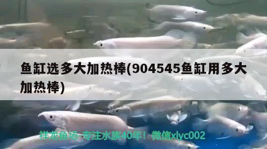 魚缸選多大加熱棒(904545魚缸用多大加熱棒) 星點(diǎn)金龍魚 第2張