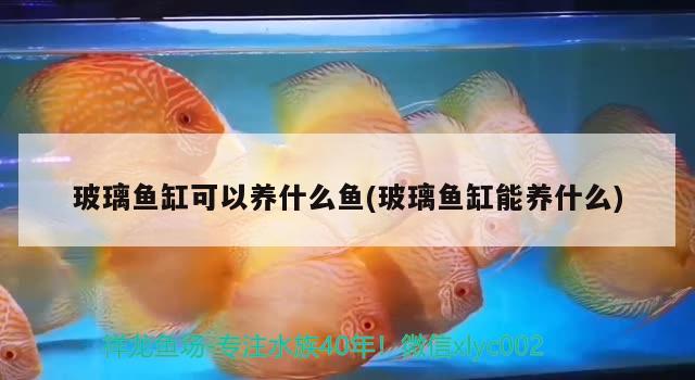 玻璃魚缸可以養(yǎng)什么魚(玻璃魚缸能養(yǎng)什么) 魚糧魚藥