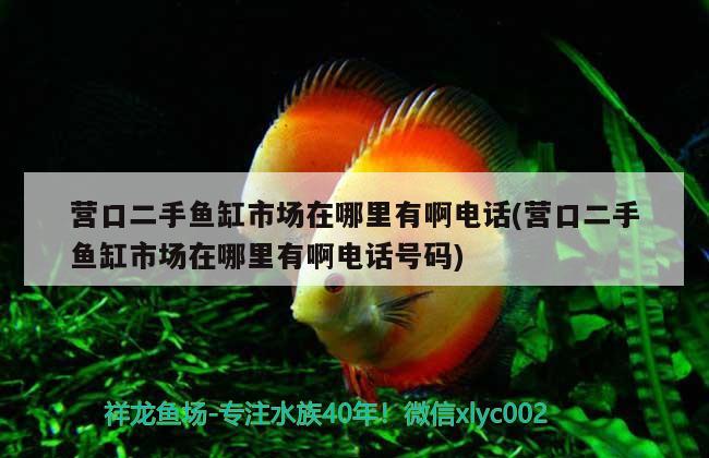 營(yíng)口二手魚(yú)缸市場(chǎng)在哪里有啊電話(營(yíng)口二手魚(yú)缸市場(chǎng)在哪里有啊電話號(hào)碼) 南美異型魚(yú) 第1張