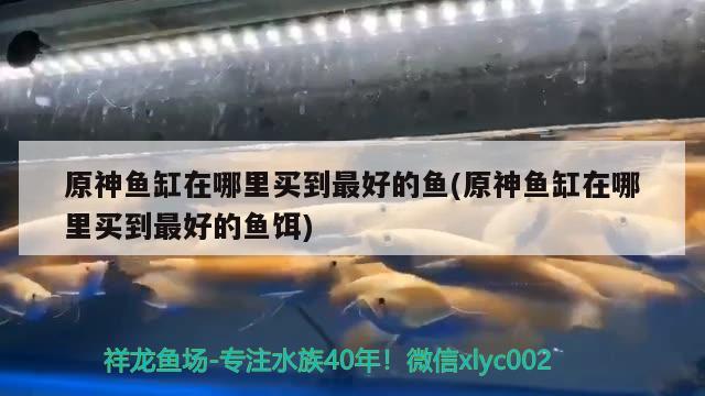 原神魚缸在哪里買到最好的魚(原神魚缸在哪里買到最好的魚餌)