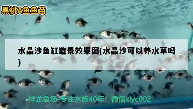 水晶沙魚缸造景效果圖(水晶沙可以養(yǎng)水草嗎)