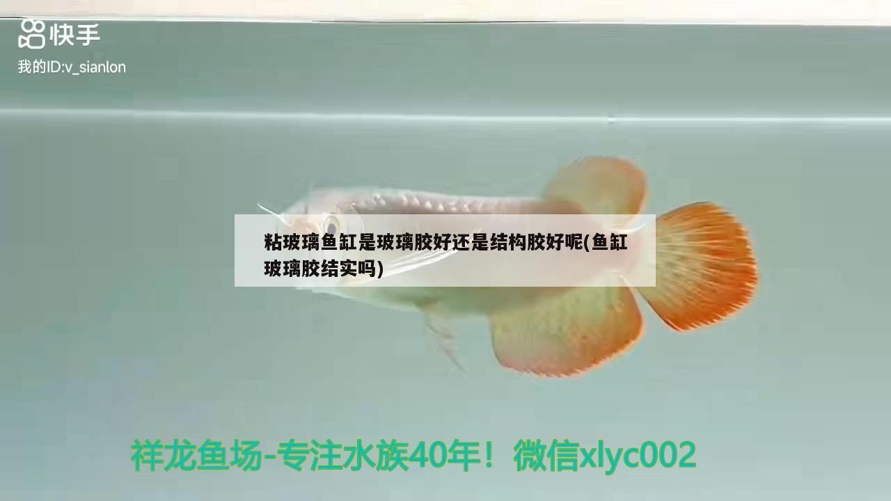 粘玻璃魚缸是玻璃膠好還是結(jié)構(gòu)膠好呢(魚缸玻璃膠結(jié)實嗎) 印尼虎苗