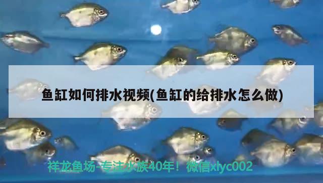 魚缸如何排水視頻(魚缸的給排水怎么做)