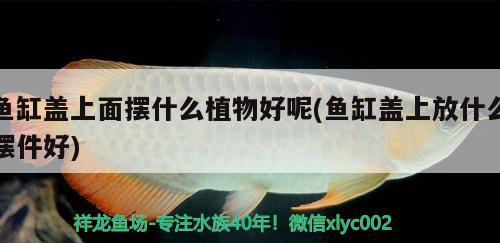 魚缸蓋上面擺什么植物好呢(魚缸蓋上放什么擺件好)