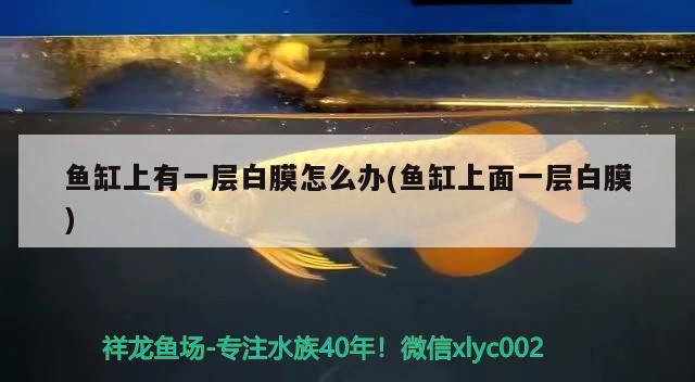 魚缸上有一層白膜怎么辦(魚缸上面一層白膜) 黑金魟魚