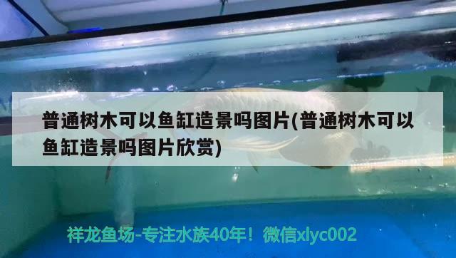 普通樹木可以魚缸造景嗎圖片(普通樹木可以魚缸造景嗎圖片欣賞)