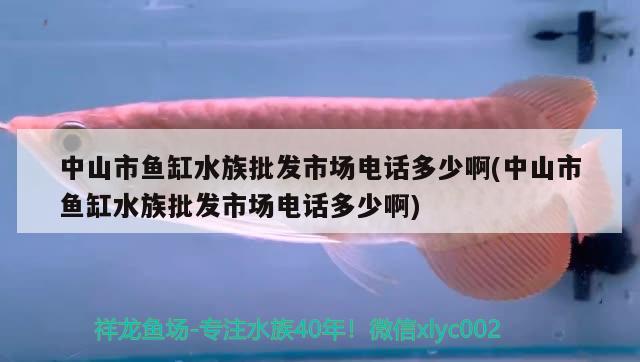 中山市魚缸水族批發(fā)市場電話多少啊(中山市魚缸水族批發(fā)市場電話多少啊) 觀賞魚水族批發(fā)市場